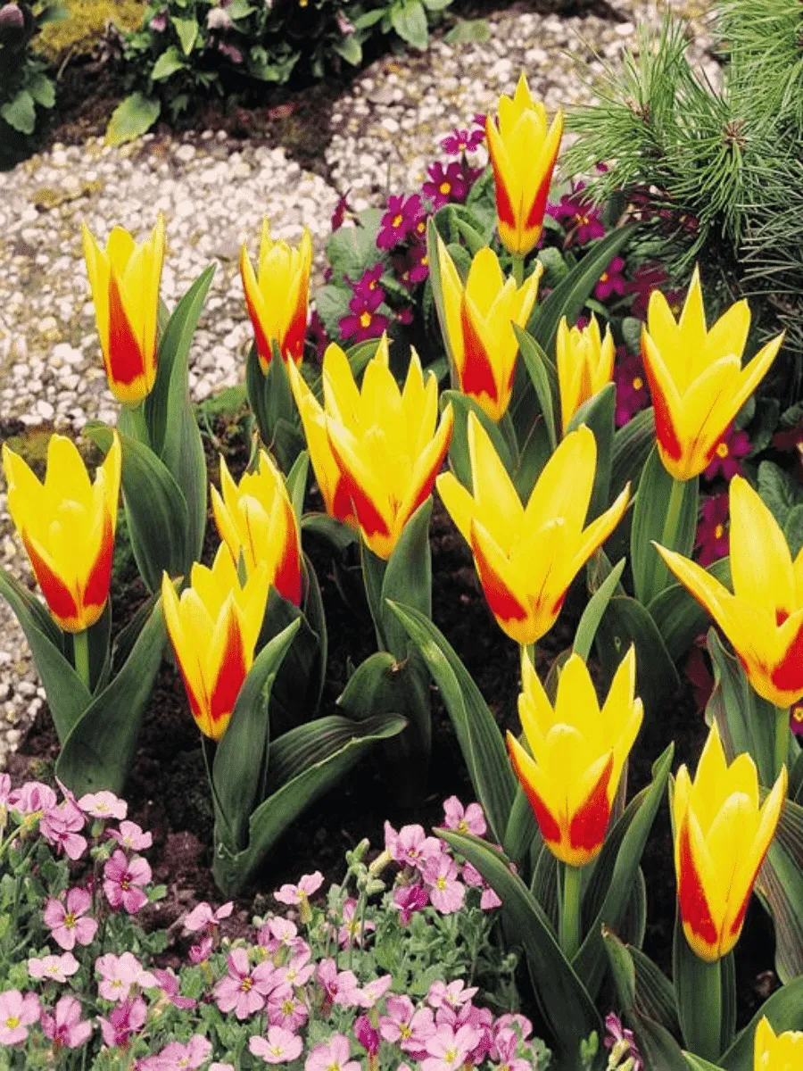 Тюльпан ботанический Stresa