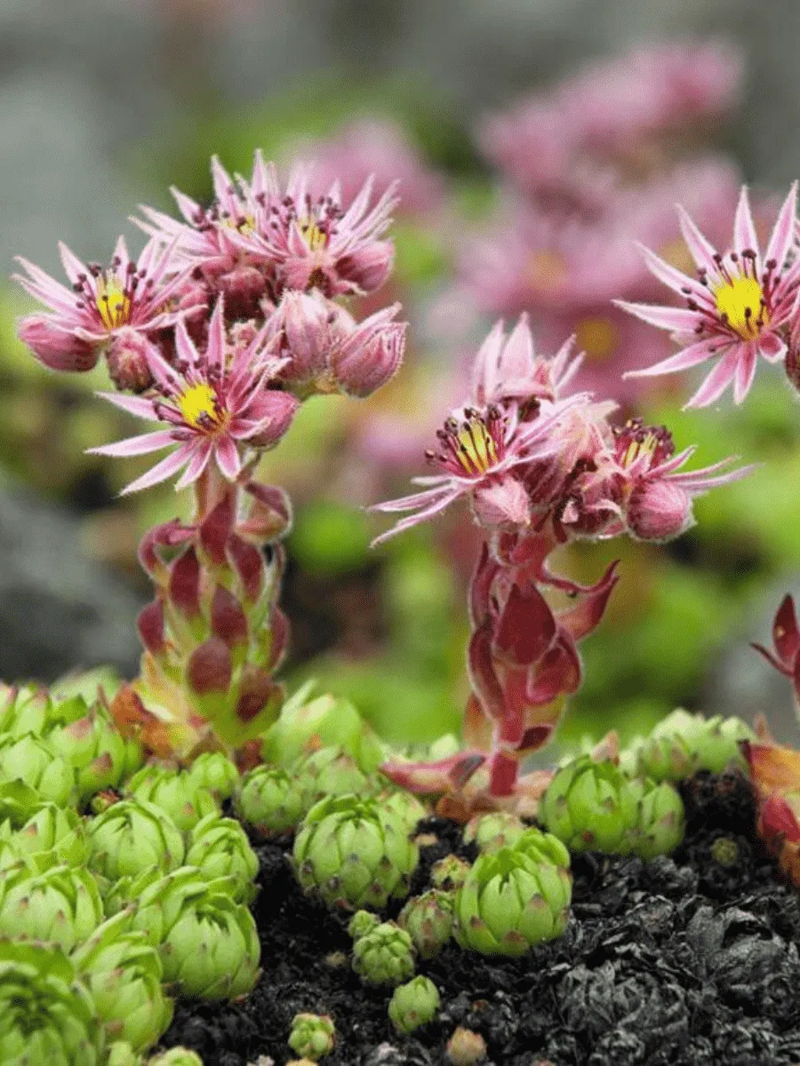 Молодило Крупноцветковое