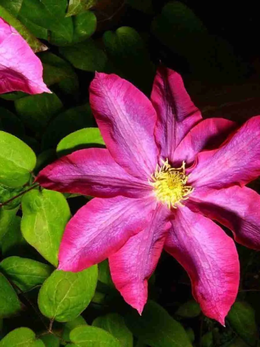 Клематис гибридный Kakio