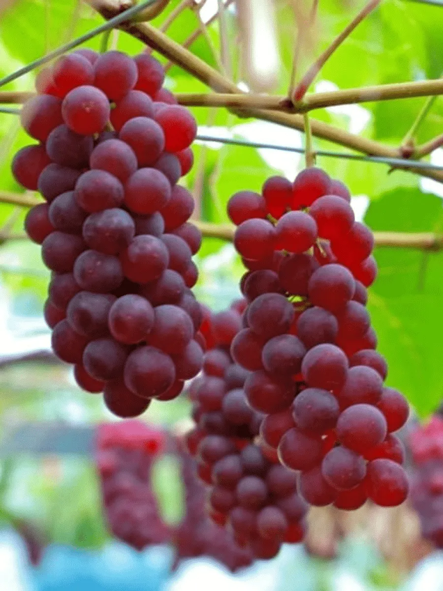 Виноград культурный Swenson Red Виноград культурный Swenson Red