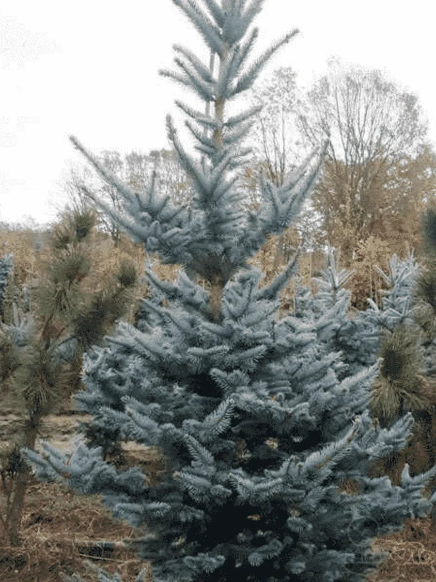 Ель колючая Foxtail Ель колючая Foxtail