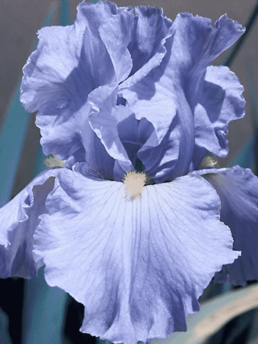 Ирис германский Babbling Brook