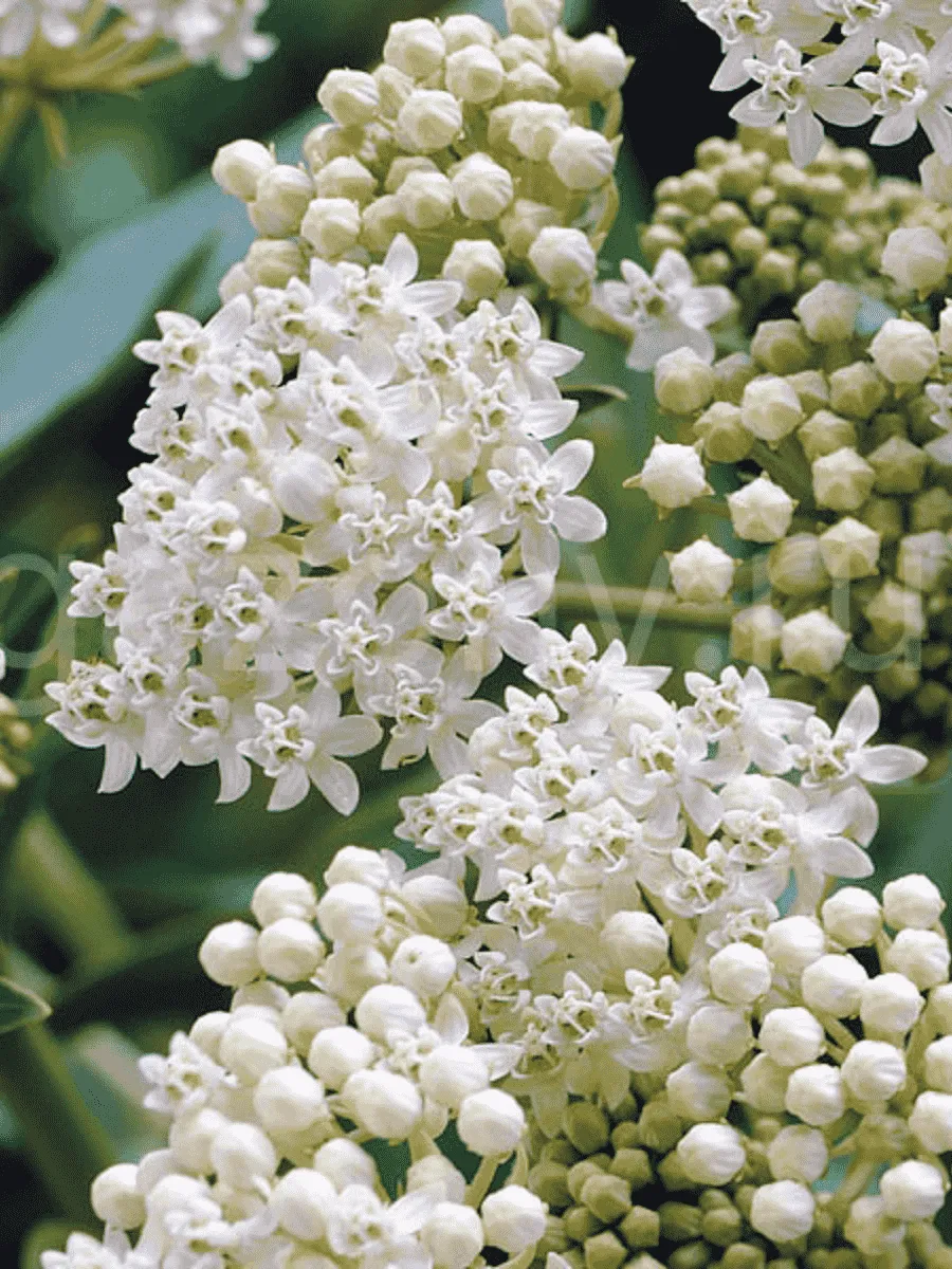 Ваточник мясо-красный Iсe Ballet