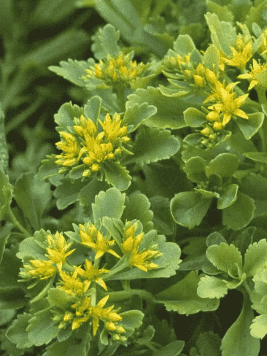 Очиток камчатский Immergrun