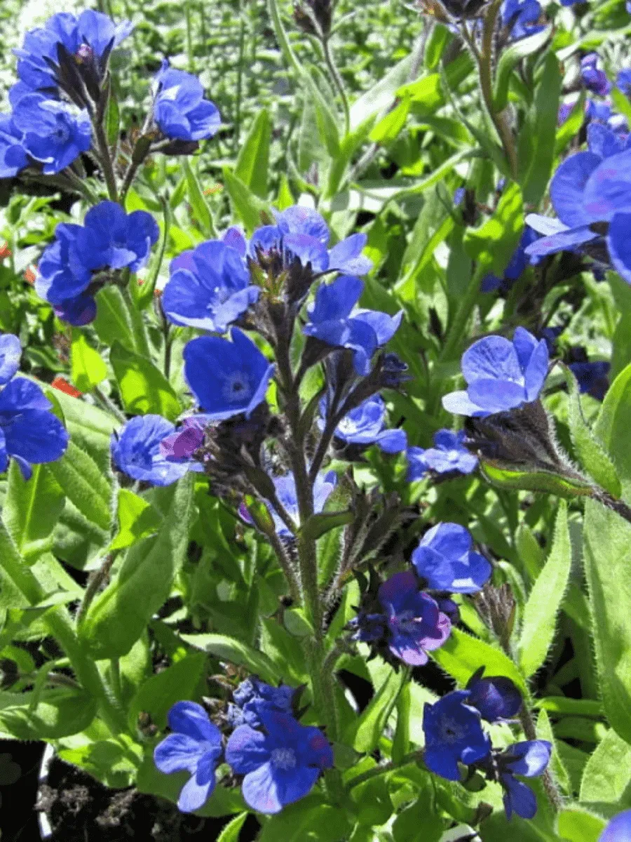 Анхуза итальянская Loddon Royalist