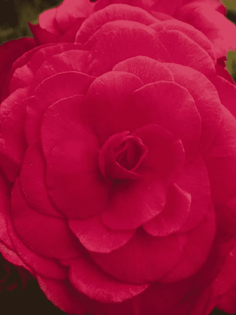 Бегония клубневая GO! Early Deep Rose Бегония клубневая GO! Early Deep Rose
