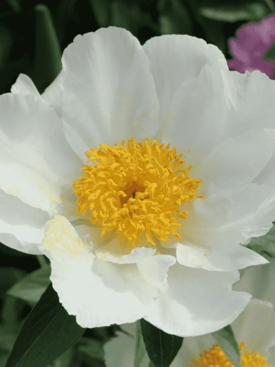 Пион Молочноцветковый White Wings