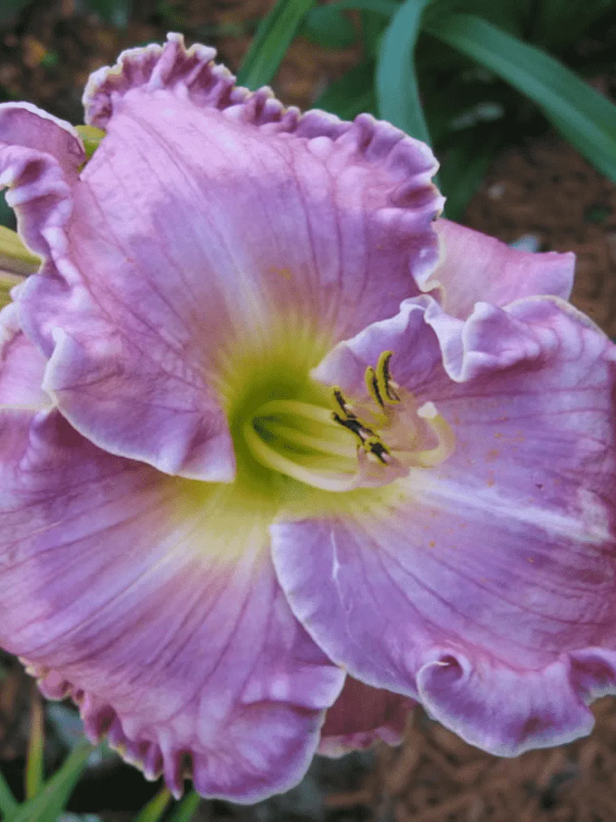 Лилейник Big Blue