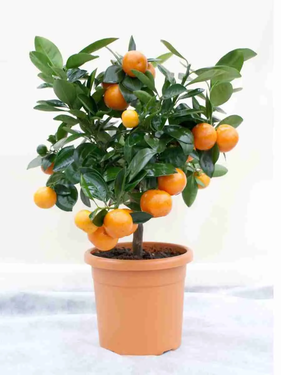 Мандарин домашний Calamondin