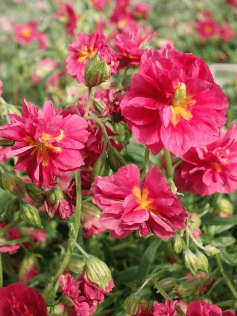 Солнцецвет монетолистный Cerise Queen Солнцецвет монетолистный Cerise Queen