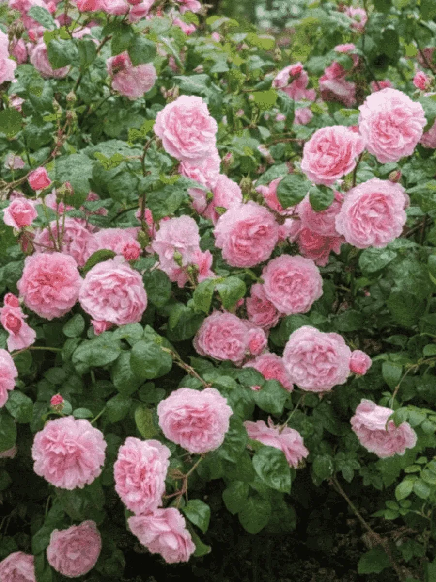 Роза Английская кустовая  Strawberry Hill