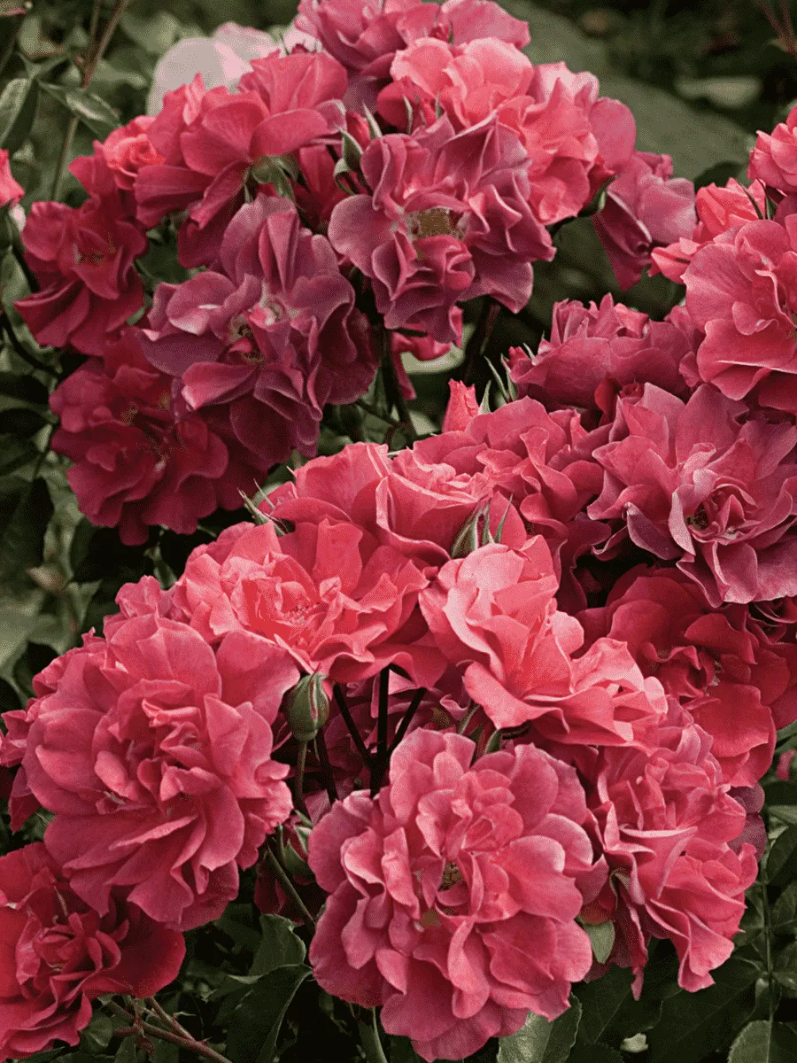 Роза Флорибунда Cinco de Mayo