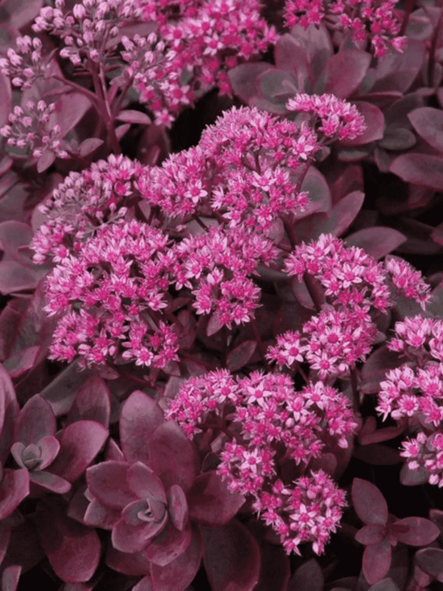 Очиток  Firecracker Очиток  Firecracker