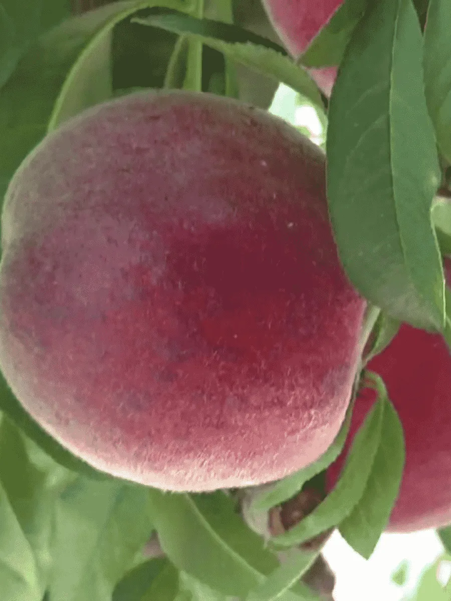 Персик Роял Маджестик Персик Роял Маджестик