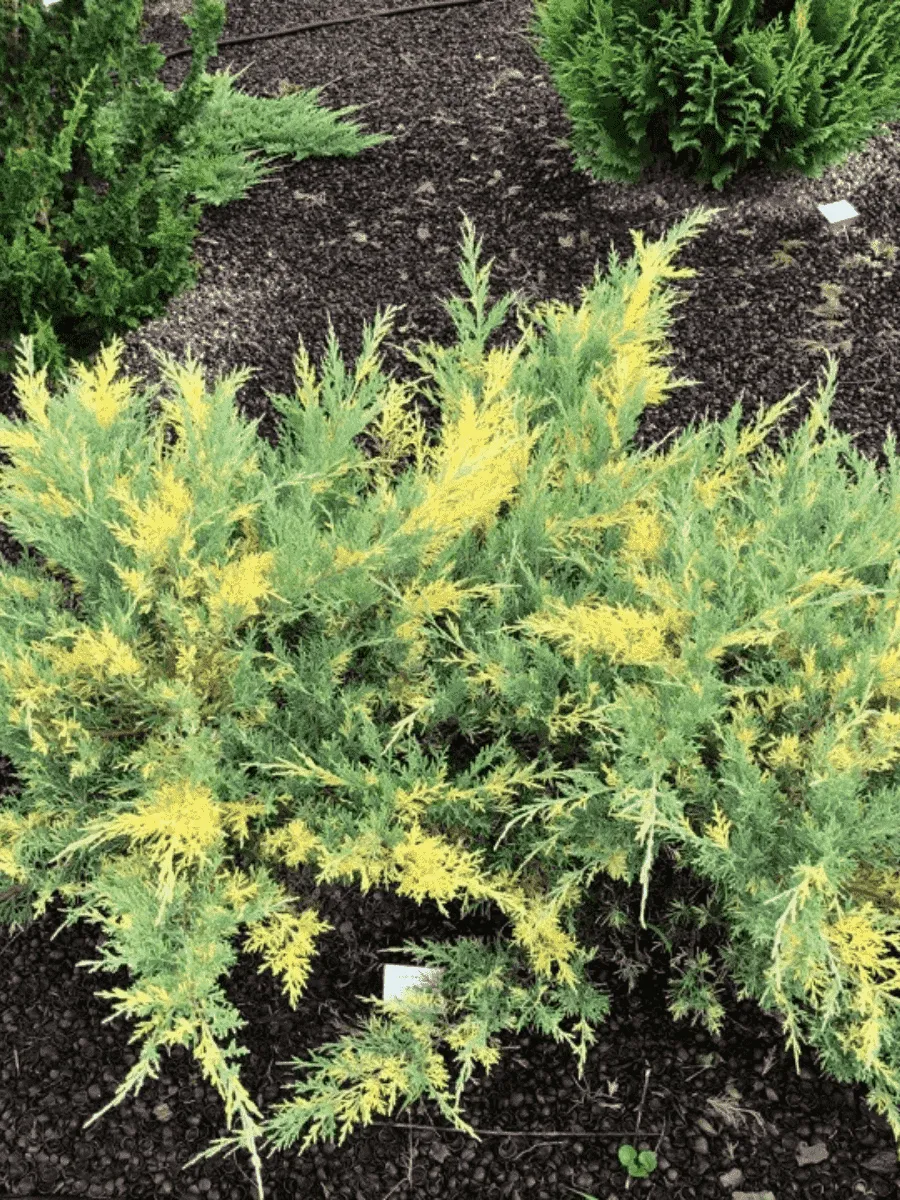 Можжевельник средний Blue and Gold