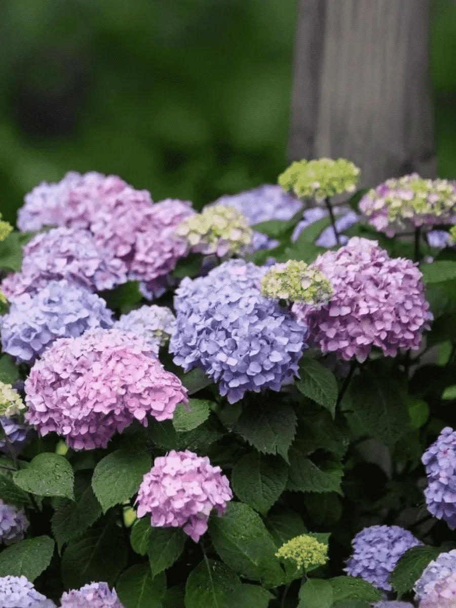 Гортензия крупнолистная Endless Summer Bloomstar