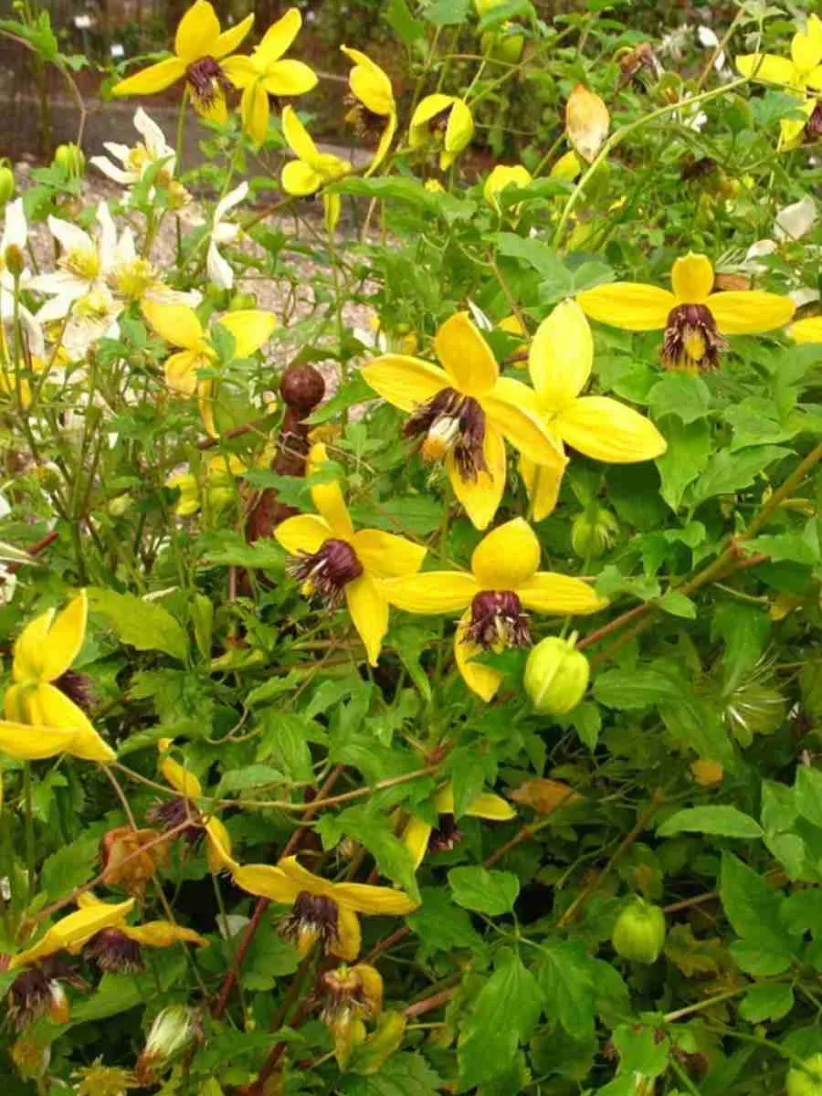 Клематис гибридный Golden Tiara