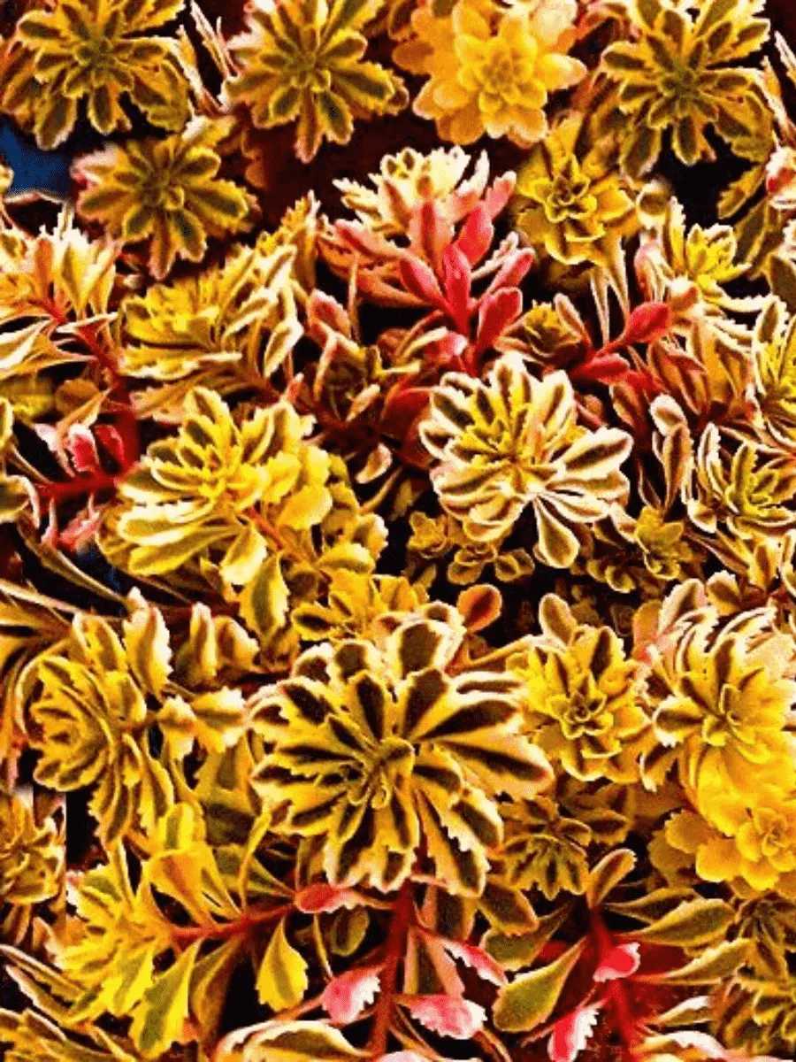 Очиток  Миддендорфа Сaramel