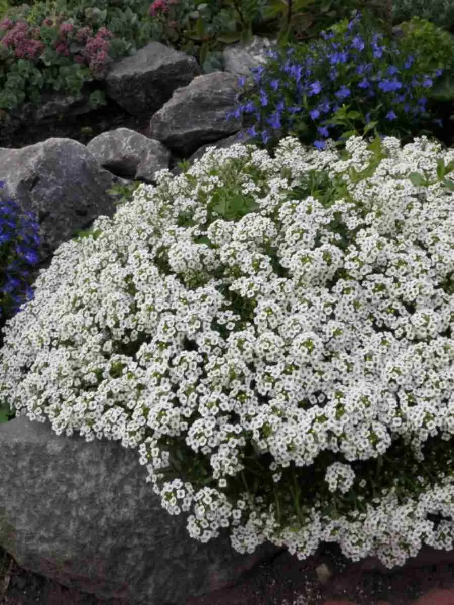 Алиссум Алиссум