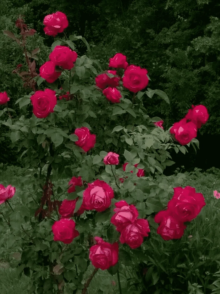 Роза плетистая Аджимушкай