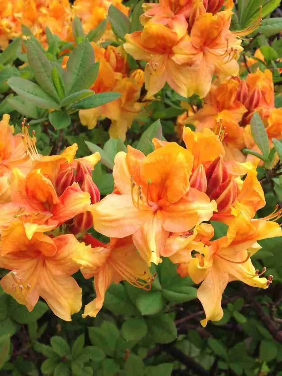 Азалия Orange Hit