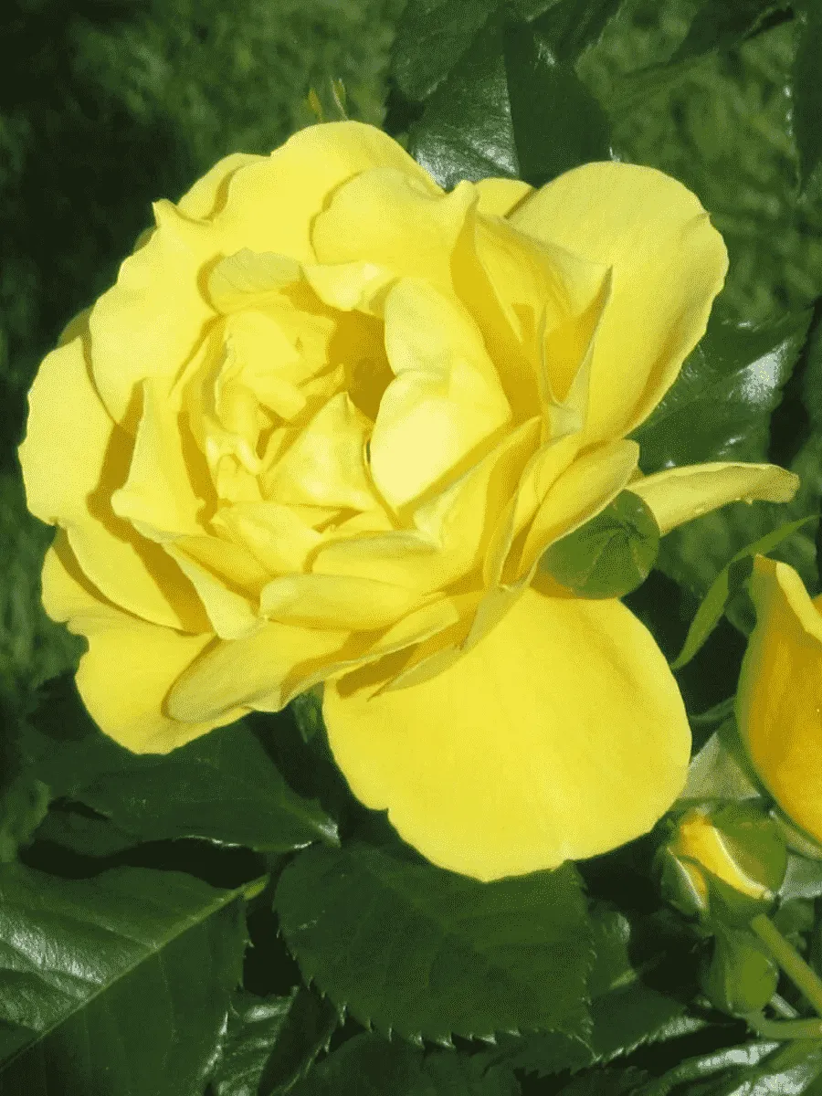 Роза Плетистая Dukat