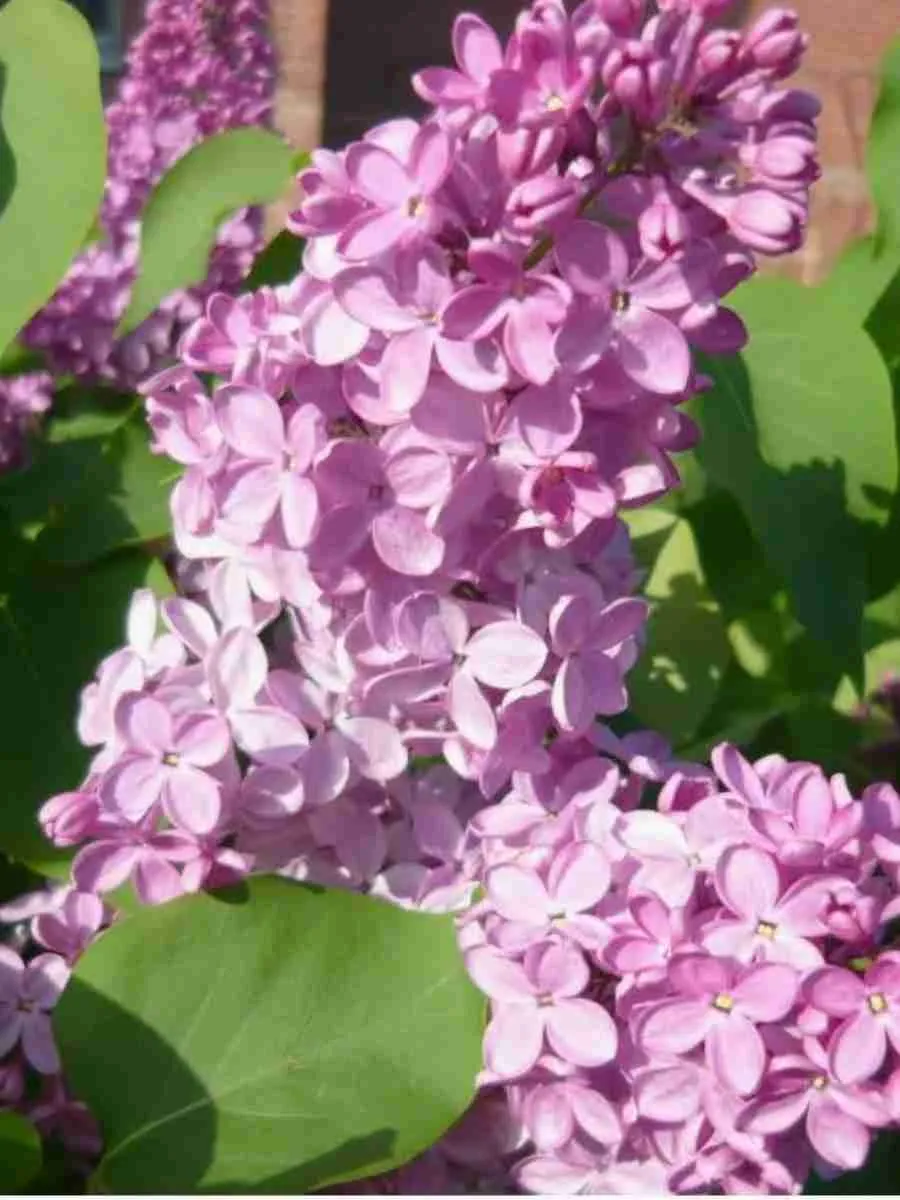 Сирень обыкновенная Антуан де Сент-Экзюпери