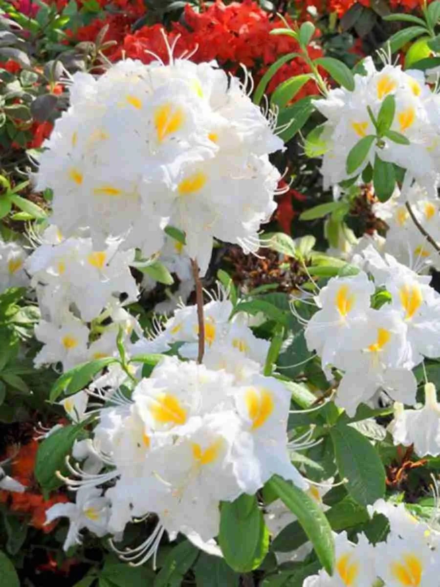 Азалия крупноцветковая Schneekopfchen Азалия крупноцветковая Schneekopfchen