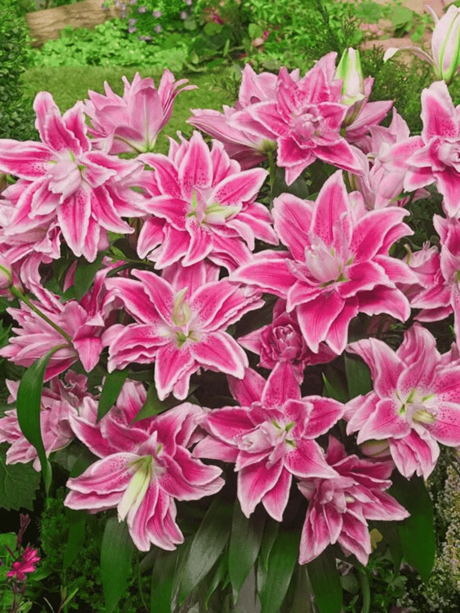 Лилия Roselily Isabella