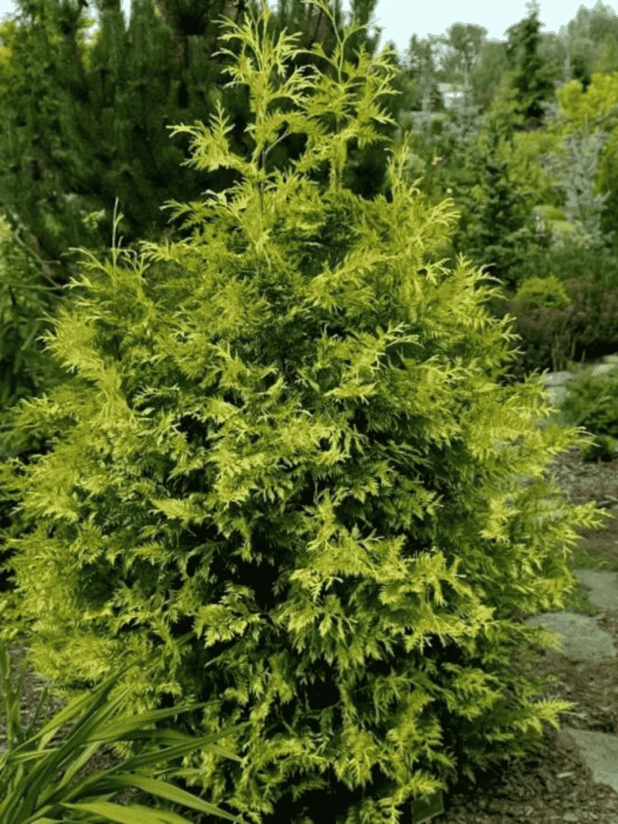 Туя складчатая Zebrina