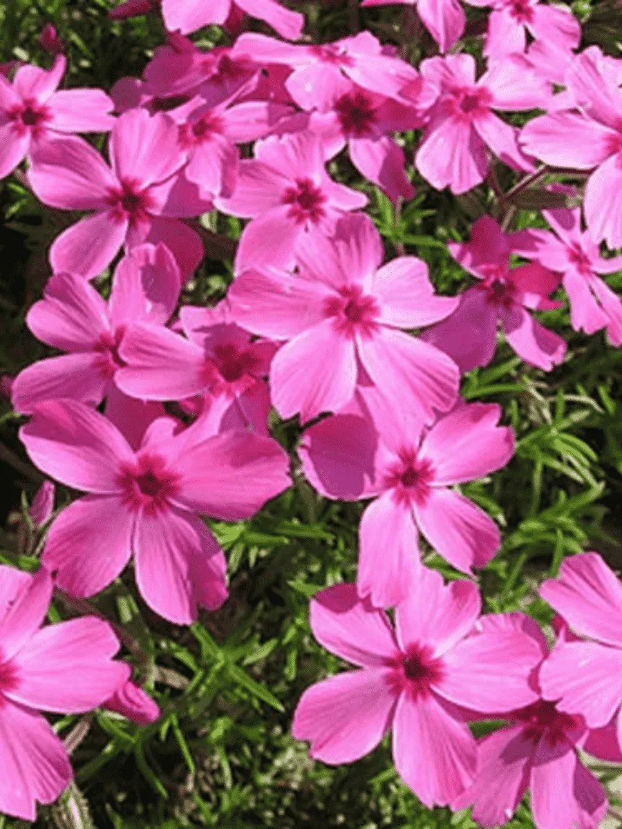 Флокс шиловидный Drummond pink