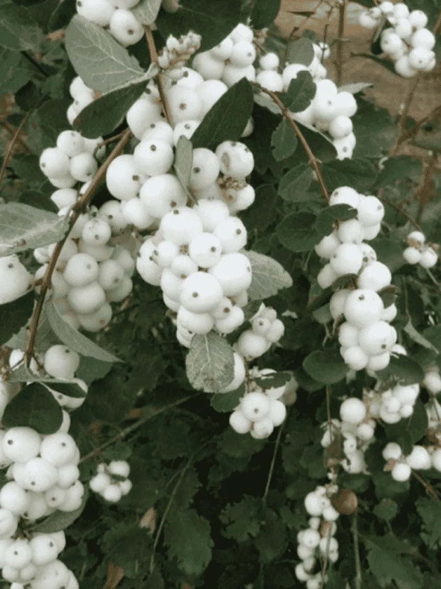 Снежноягодник доренбоза White Hedge Снежноягодник доренбоза White Hedge