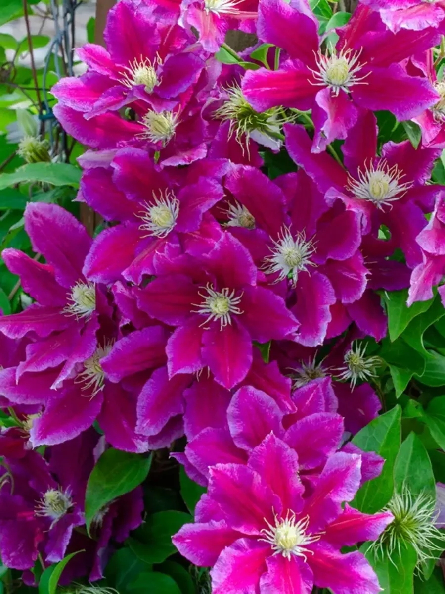 Клематис гибридный Hania Клематис гибридный Hania