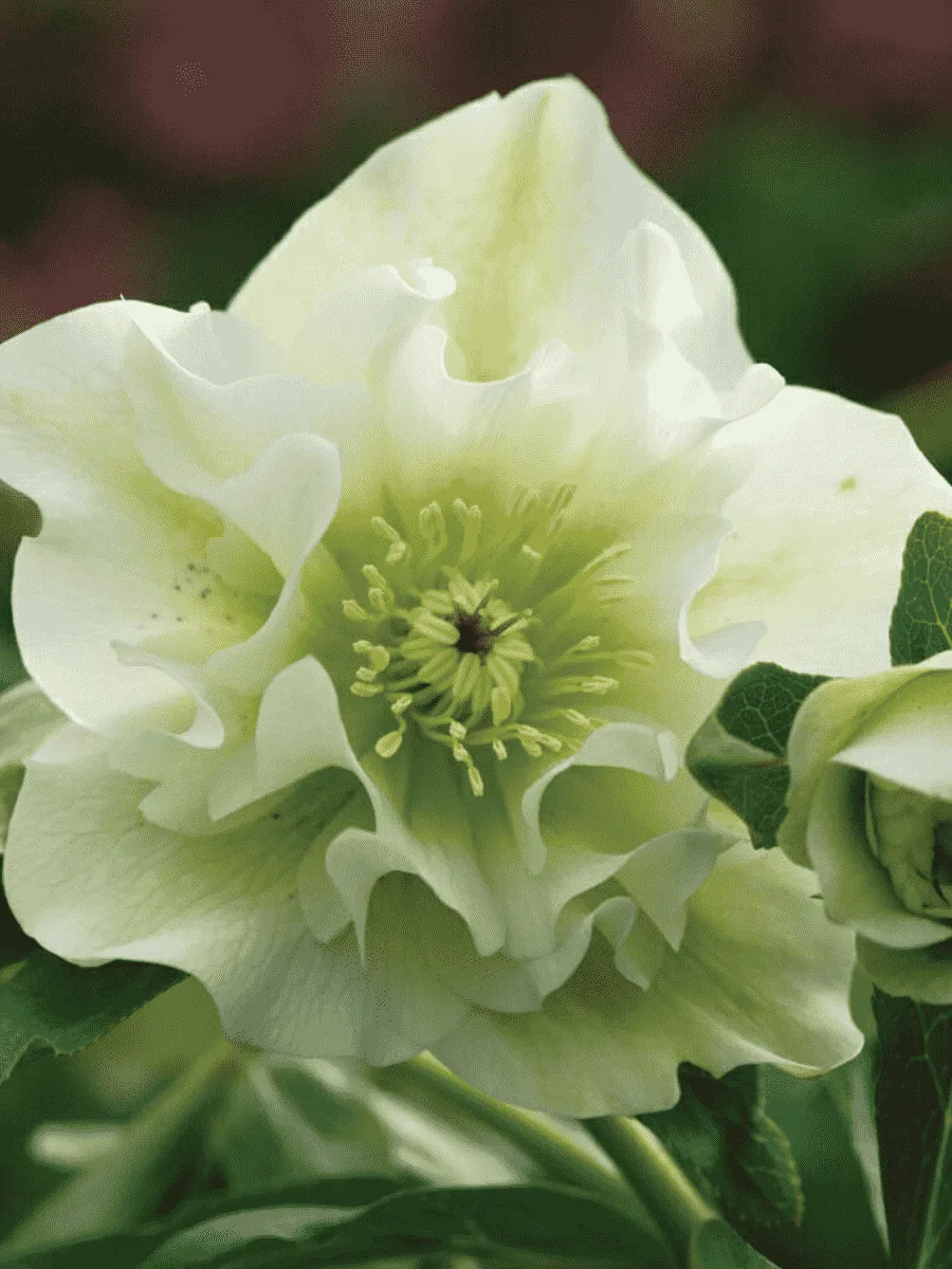 Морозник восточный Double Ellen White