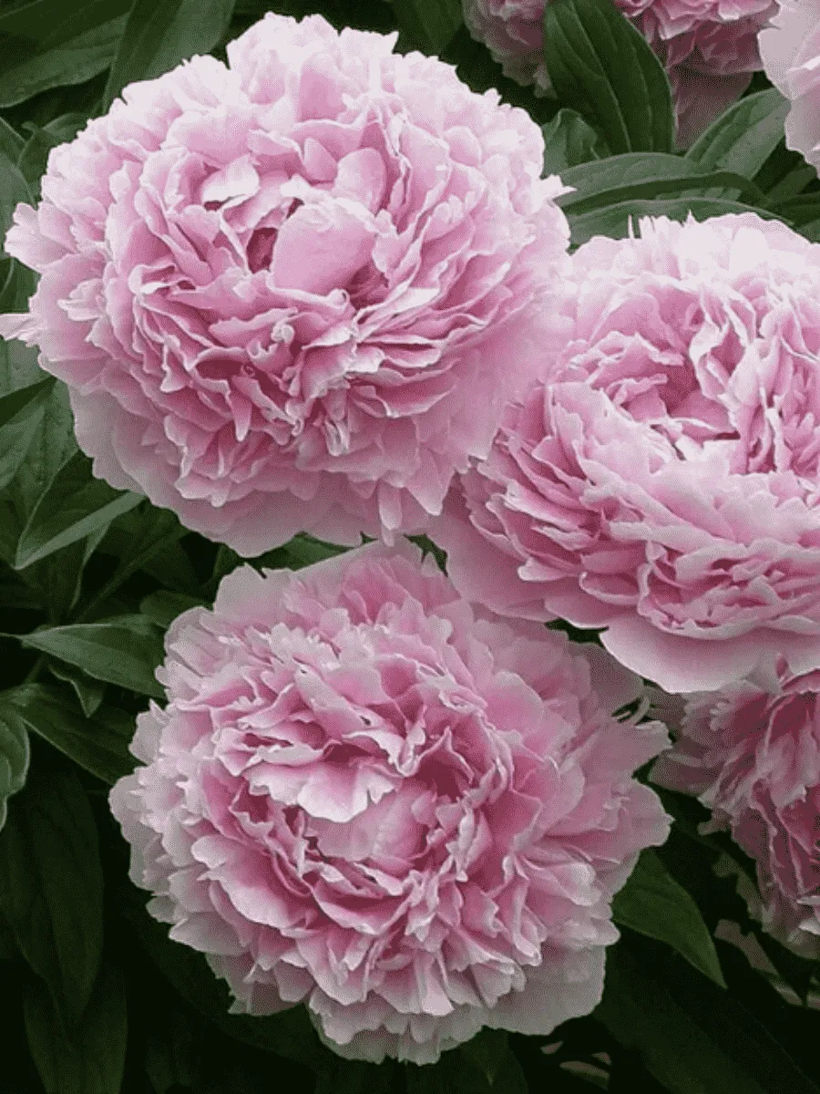 Пион Молочноцветковый Sarah Bernhardt