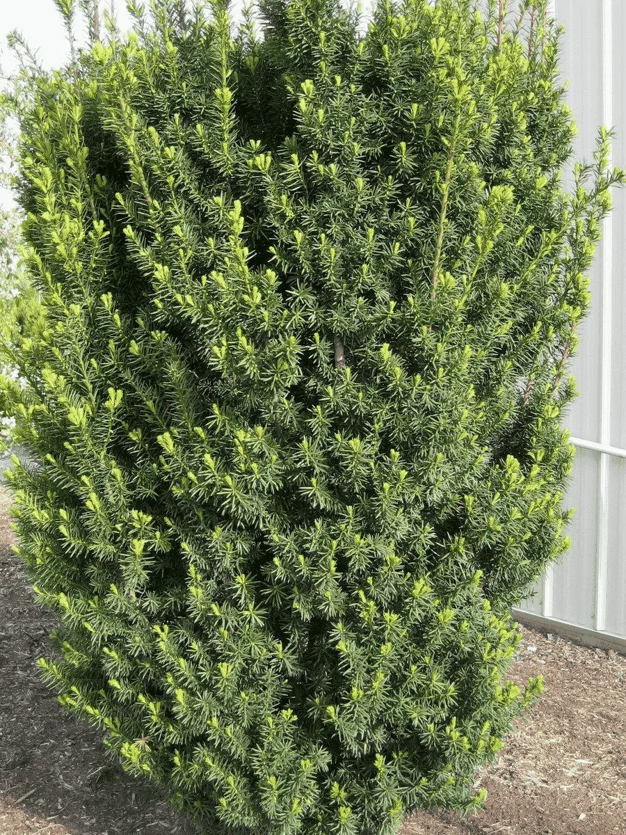 Тис средний Hicksii Тис средний Hicksii