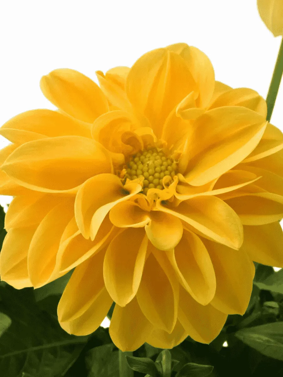 Георгин Dahlietta Select Linda