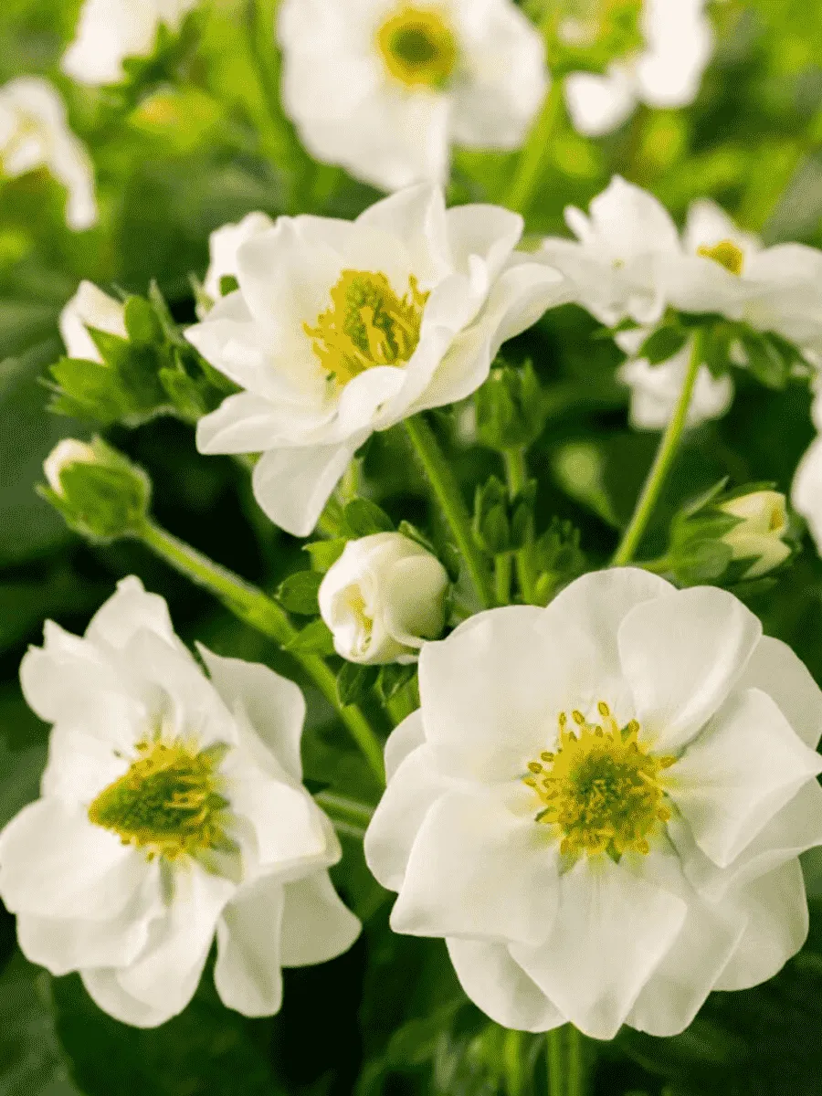 Земляника Summer Breeze Snow Земляника Summer Breeze Snow