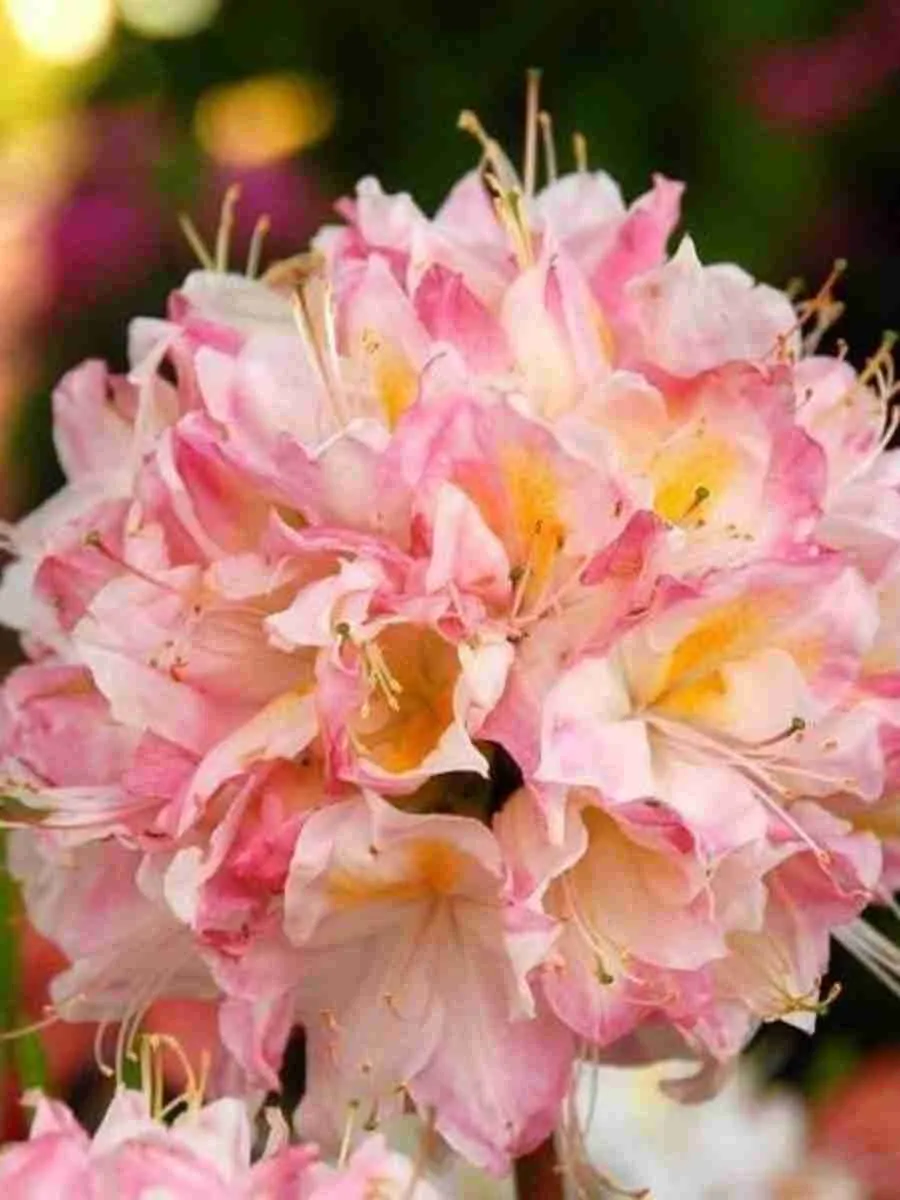 Азалия крупноцветковая Satomi Азалия крупноцветковая Satomi