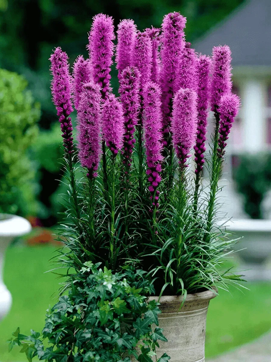 Лиатрис Лиатрис