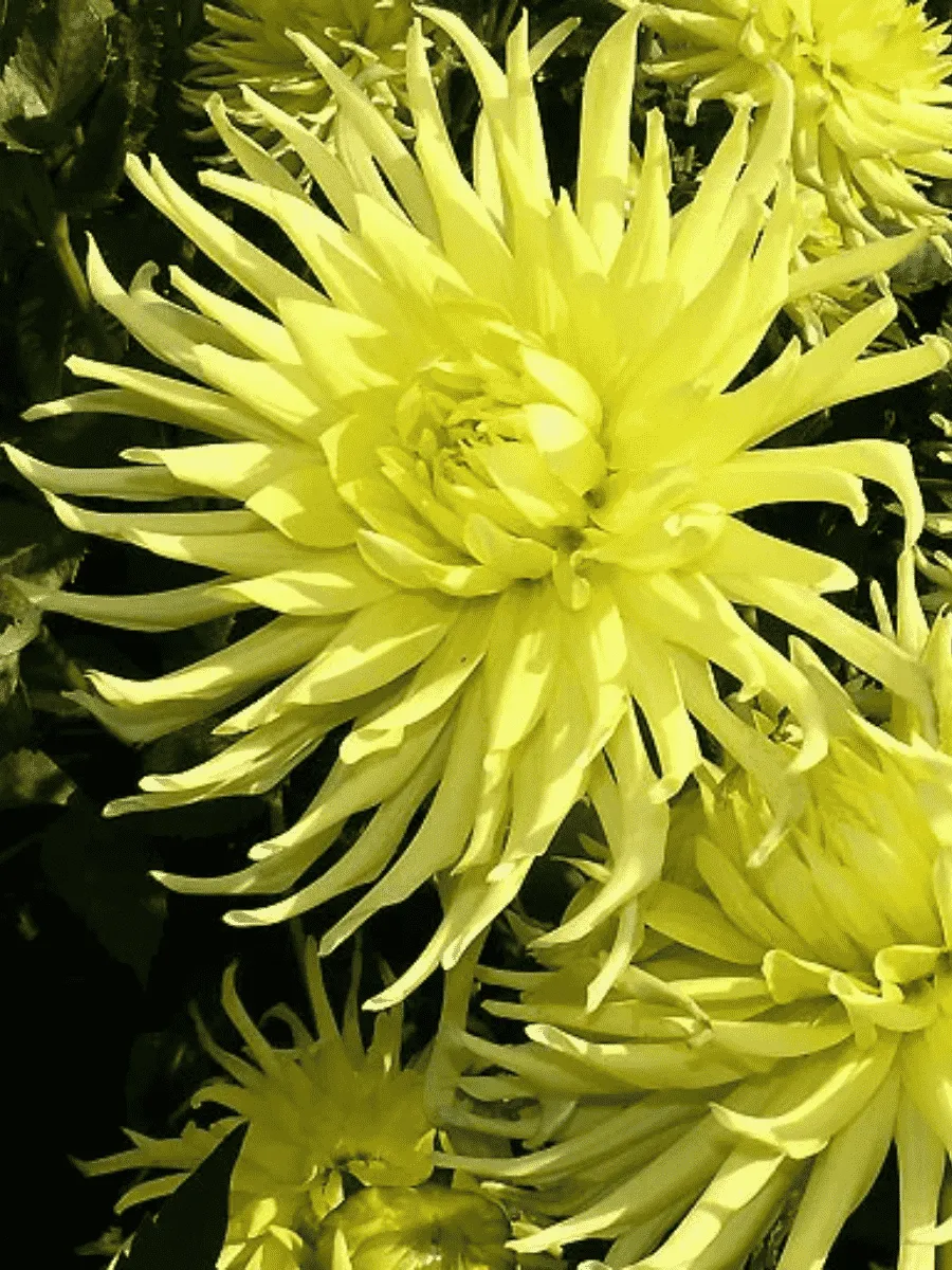 Георгина Star Spectacle