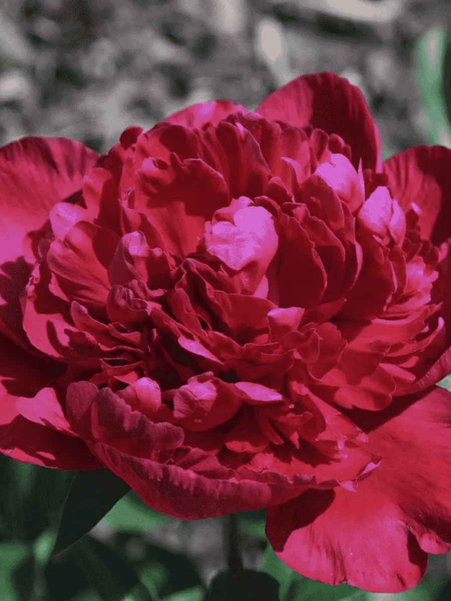 Пион Молочноцветковый Inspecteur Lavergne