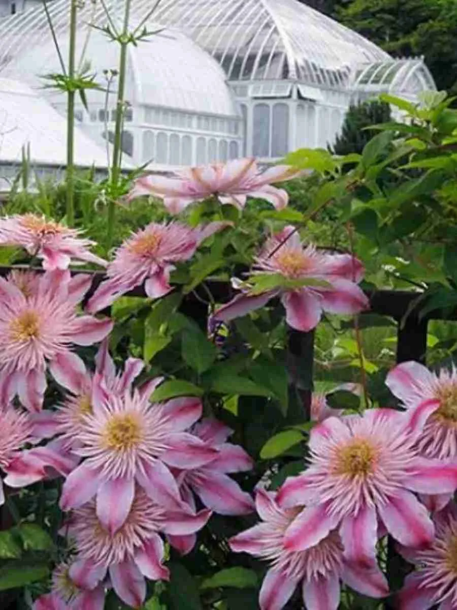 Клематис Empress