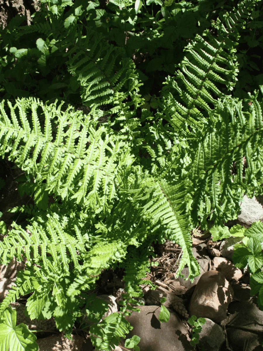 Щитовник родственный Cristata The King