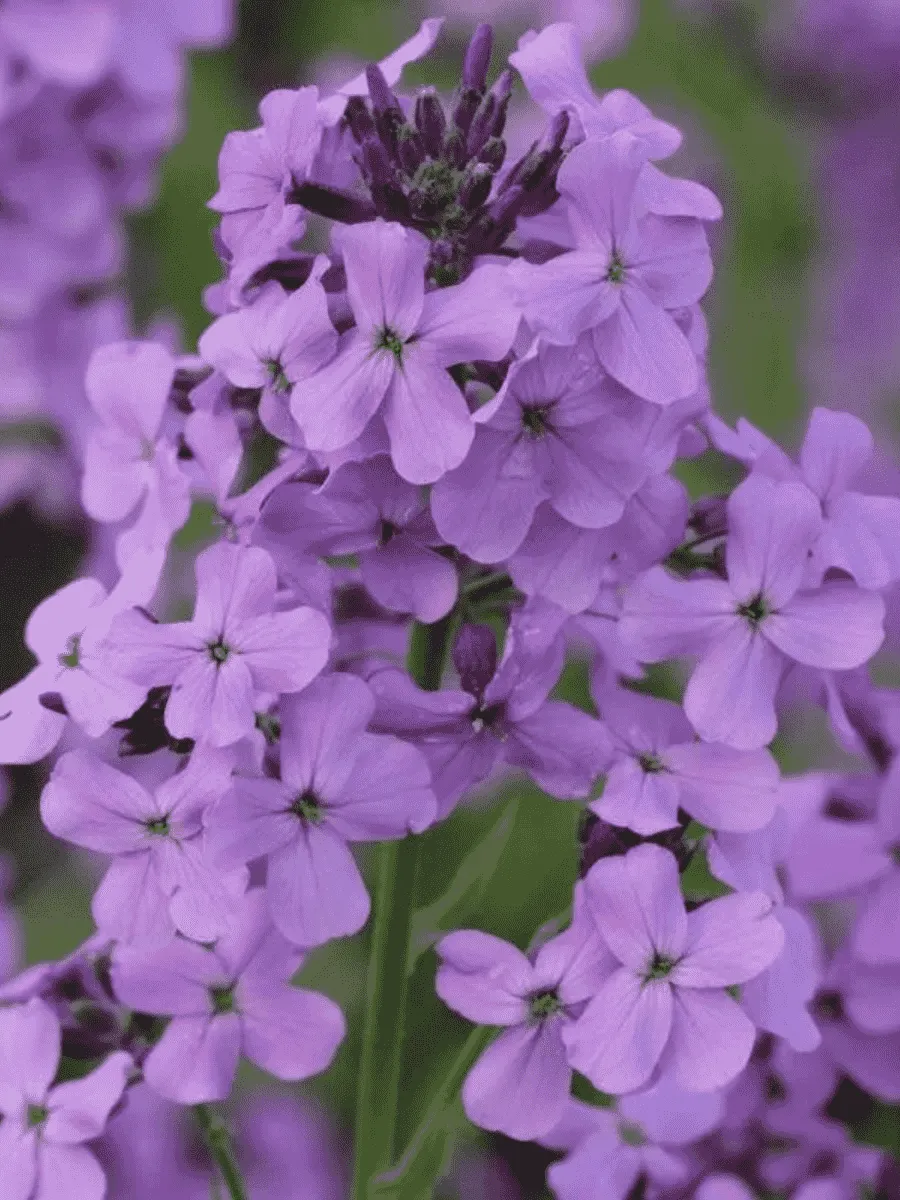 Вечерница Матроны Violet Вечерница Матроны Violet