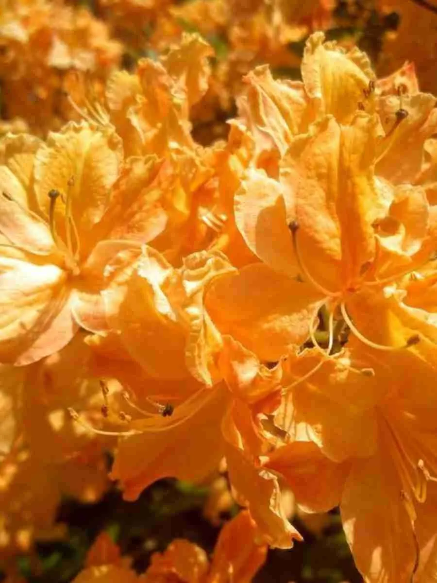 Азалия гибридный Golden Lights Азалия гибридный Golden Lights