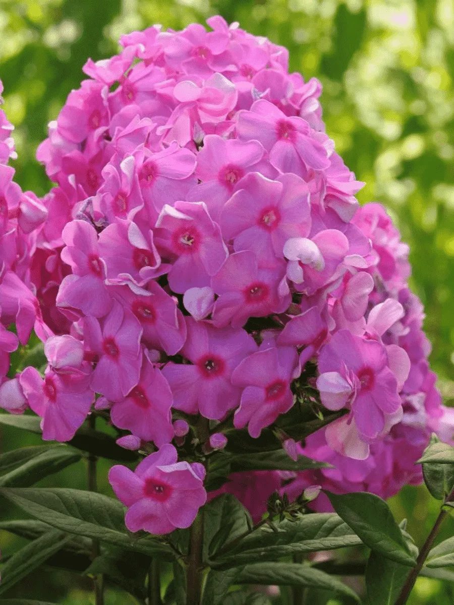 Флокс метельчатый Eva Cullum