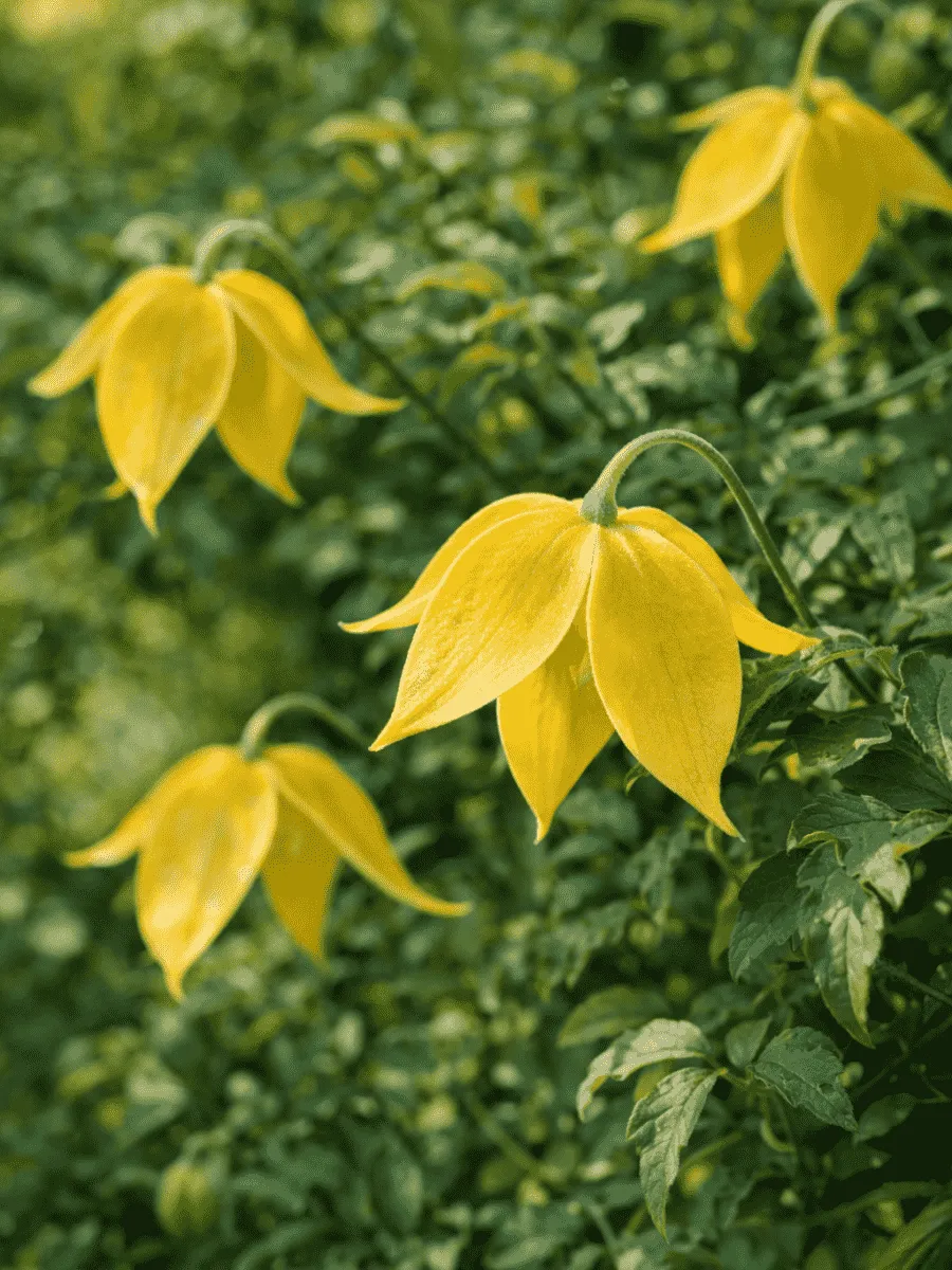 Клематис Little Lemons
