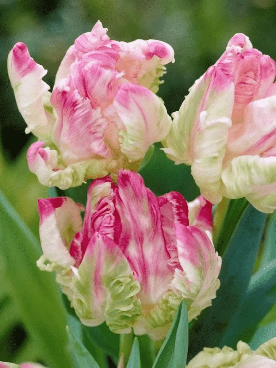 Тюльпан попугайный Libretto Parrot