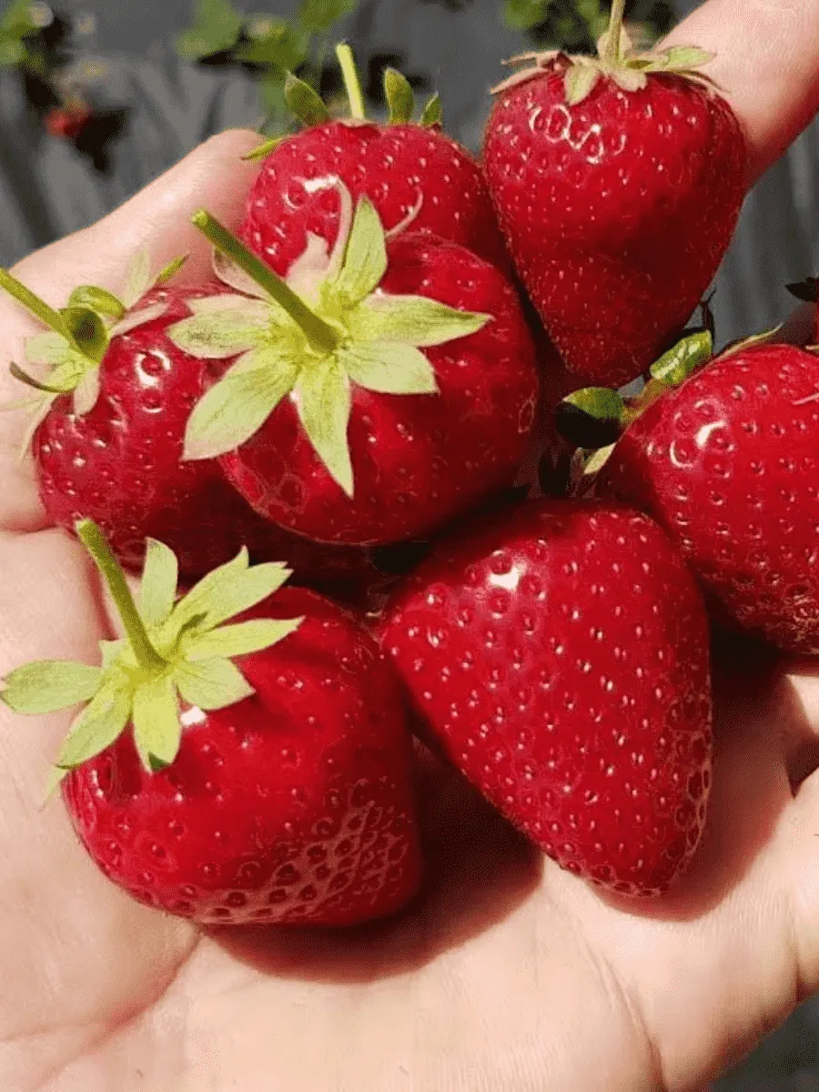 Земляника садовая Кабрилльо